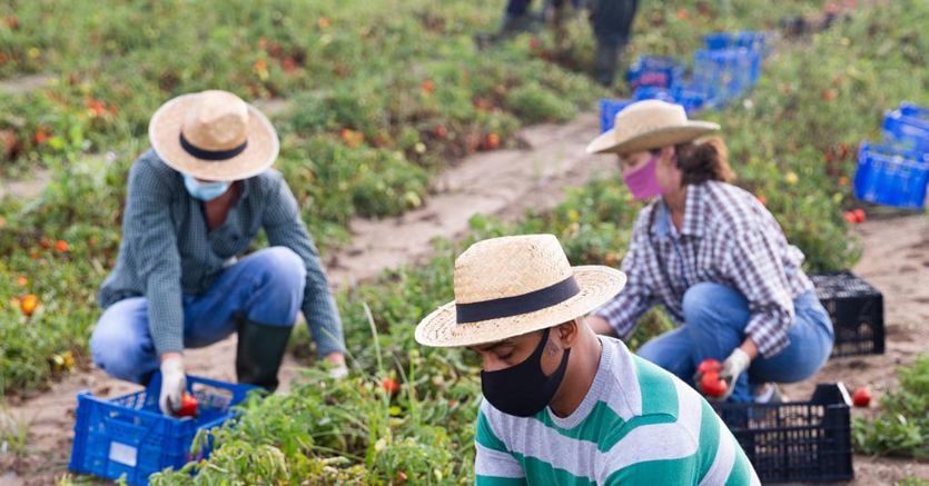 Los ingresos agrícolas disminuyeron a pesar del crecimiento del consumo de alimentos