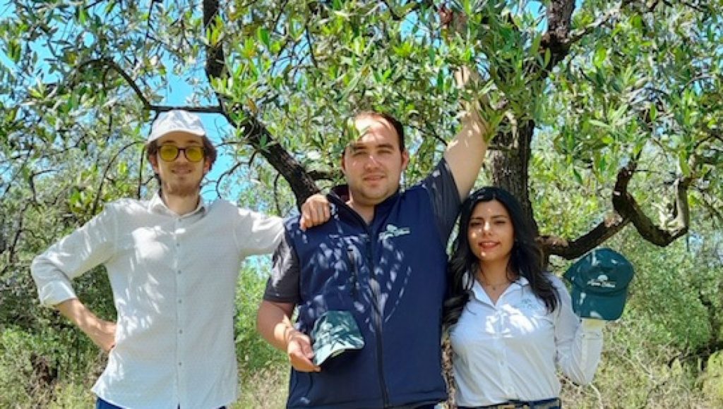 En una aplicación de amor por los olivos: "Adoptar una planta y salvar la tierra"