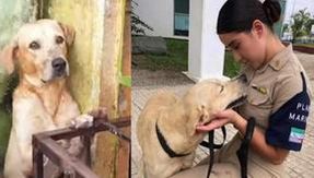 El perro sobreviviente de la inundación que se aferra al balcón se ha unido a la Armada de México
