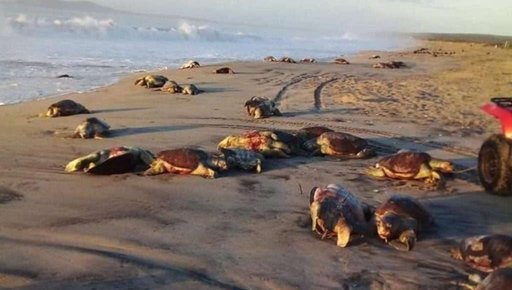 México, cientos de tortugas encontradas muertas en la playa de Oaxaca
