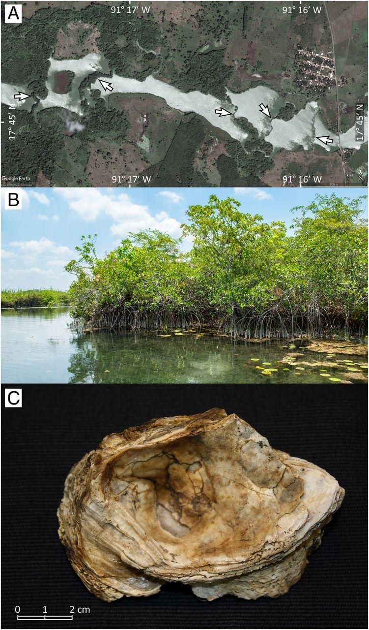 En México, en un misterioso manglar atrapado en el tiempo durante miles de años