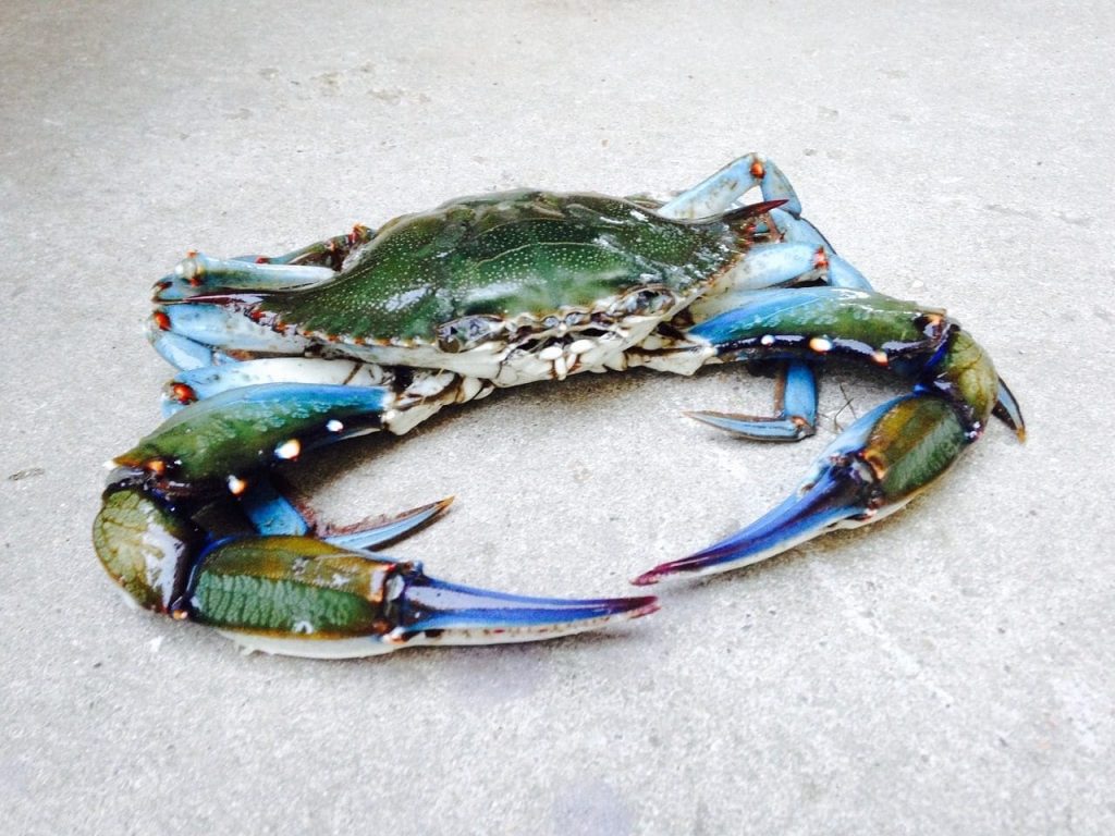 Los pescadores quieren llamar a emergencia por la presencia de cangrejos azules en el lago Orbetello