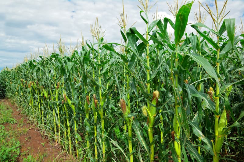 Cómo Cornsweet hace que los veranos del medio oeste sean más calurosos