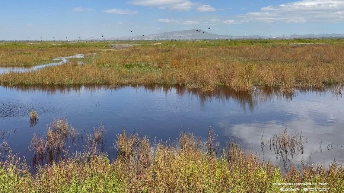 Los humedales del lago de Texcoco, México, albergan 700 especies de aves migratorias