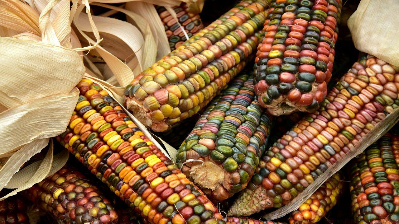 México está en contra del uso de maíz genéticamente modificado, pero Estados Unidos quiere negociar